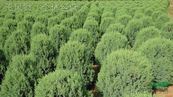 檜柏球