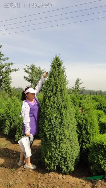 專供各規(guī)格北京檜30萬株