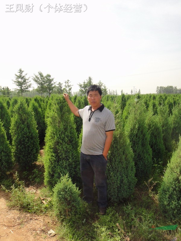 專供各規(guī)格北京檜30萬株