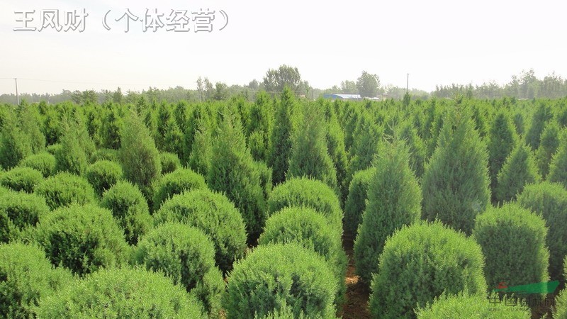 球形北京檜
