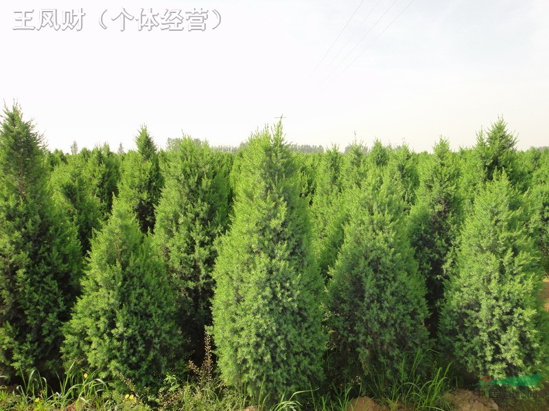 1.7-1.8米北京檜