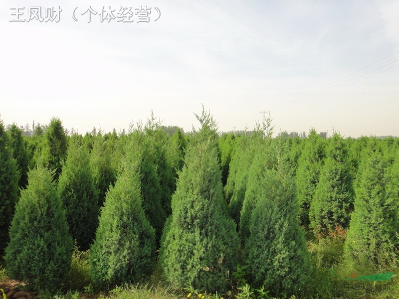 各規(guī)格北京檜
