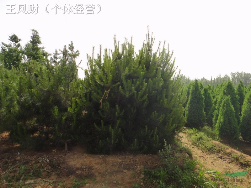 油松