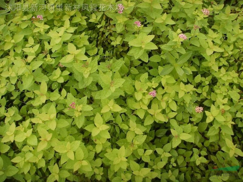 江蘇沭陽(yáng)基地低價(jià)供應(yīng)批發(fā)繡線菊、金焰繡線菊、金葉女貞