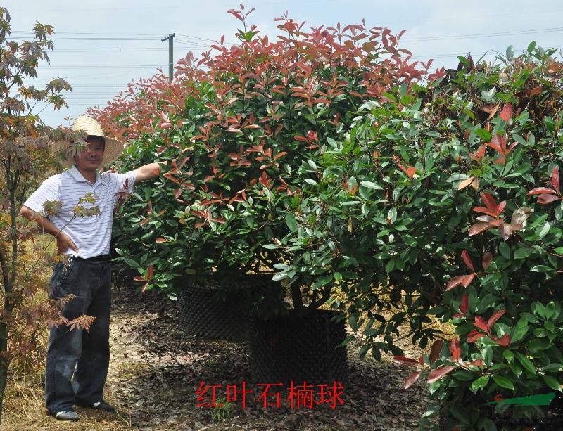 紅葉石楠球P100-200，紅葉石楠球（容器苗）