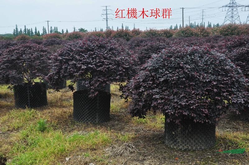 紅花繼木球p150-200（容器苗），紅花繼木球P1-3M