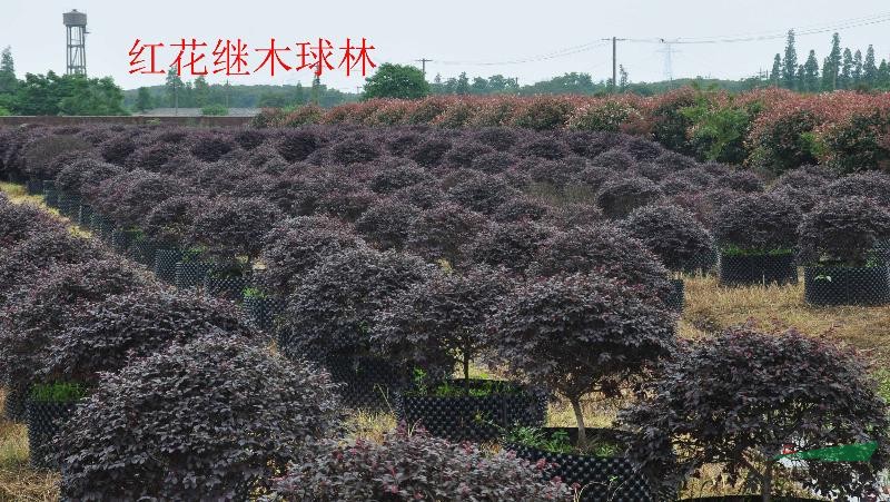 紅花繼木球p150-200（容器苗），紅花繼木球P1-3M