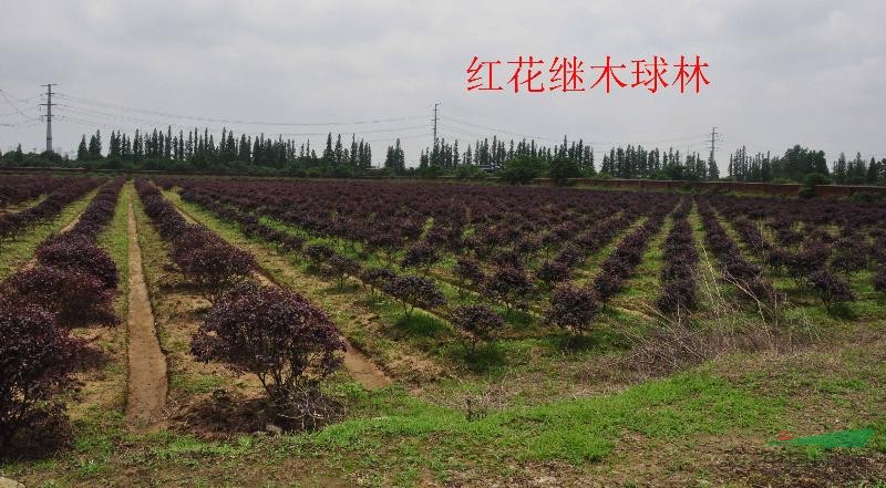 紅花繼木球，江西紅花繼木球