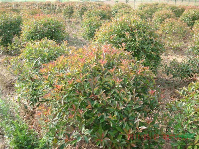 大量低價供應香樟，大葉女貞，杜英，桂花，海桐球，廣玉蘭，木槿