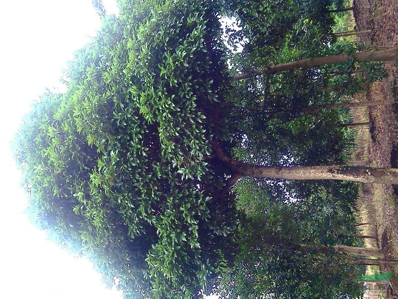 桂花樹