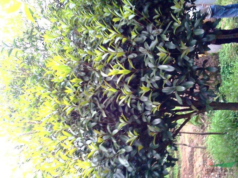 桂花樹
