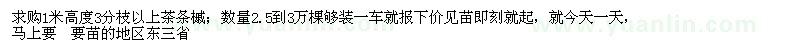 求購1米高茶條槭