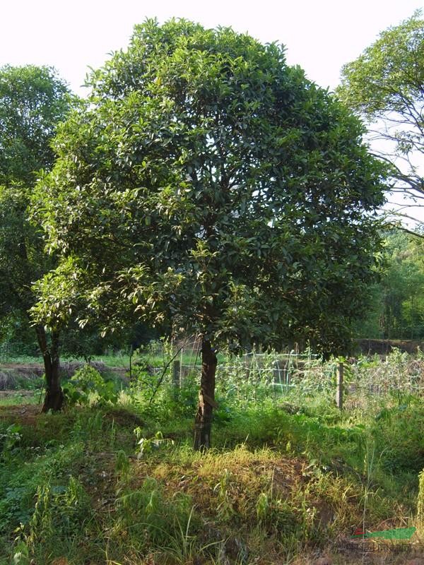 湖南桂花 益陽(yáng)桂花 桂花樹 桂花苗 桂花價(jià)格 八月桂價(jià)格