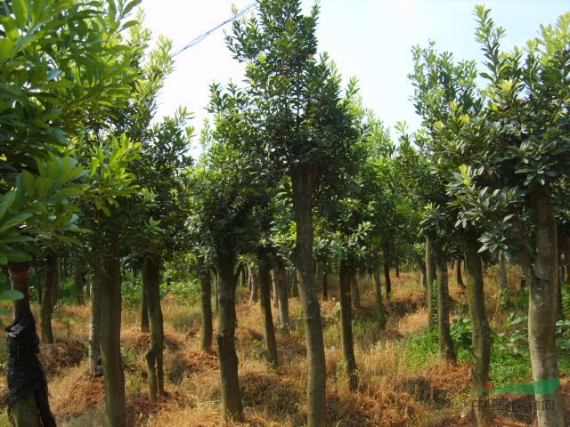 湖南楊梅大樹(shù) 益陽(yáng)楊梅樹(shù) 楊梅基地 移栽楊梅樹(shù) 楊梅樹(shù)價(jià)格