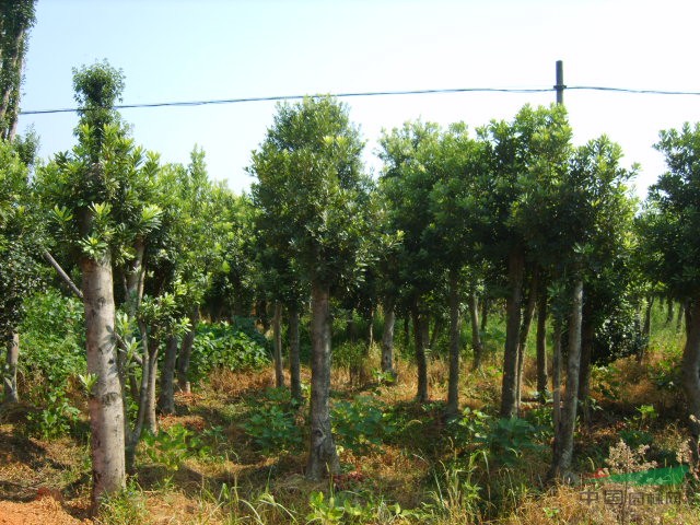 湖南楊梅大樹(shù) 益陽(yáng)楊梅樹(shù) 楊梅基地 移栽楊梅樹(shù) 楊梅樹(shù)價(jià)格