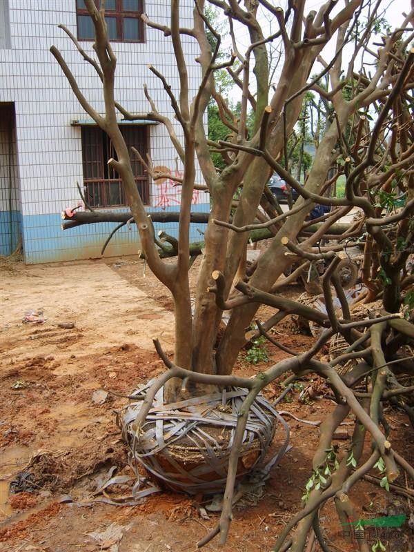 湖南油茶樹(shù) 湖南油茶苗 益陽(yáng)油茶樹(shù) 油茶價(jià)格 大油茶樹(shù)