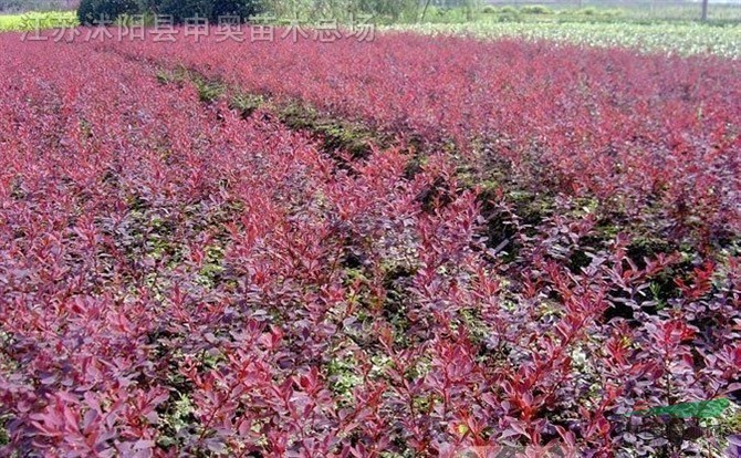 江蘇地區(qū)紅葉小檗基地 紅葉小檗原產(chǎn)地