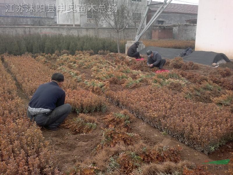 江蘇地區(qū)紅葉小檗基地 紅葉小檗原產(chǎn)地