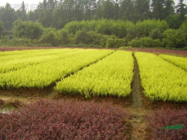 江蘇地區(qū)金葉女貞小苗基地 金葉女貞苗原產(chǎn)地