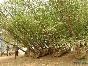 供應米徑22公分的銀杏實生樹