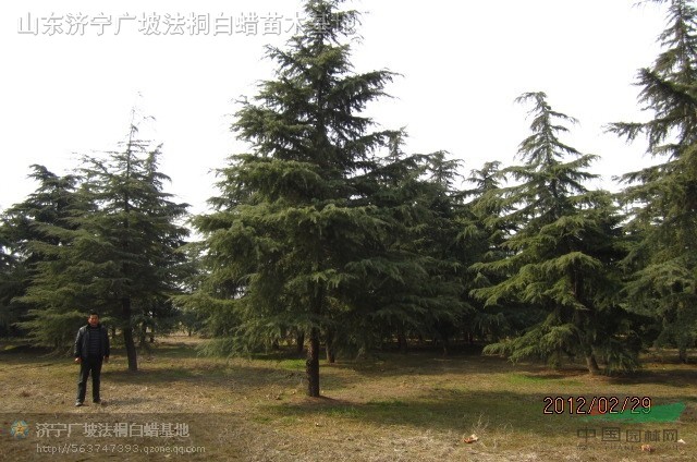 黑松 雪松 銀杏 紫薇 燈臺樹 馬褂木 皂角 青桐等苗木