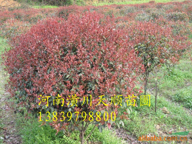 红叶石楠，红叶石楠价格，红叶石楠苗，哪里有红叶石楠