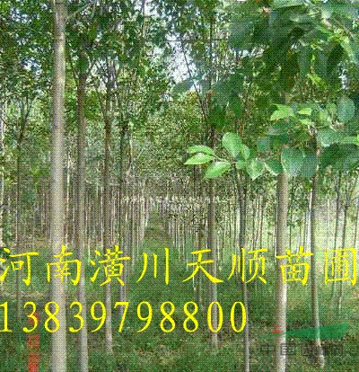 白臘、白臘樹、潢川白臘、河南白臘，白臘價格，哪里有白臘