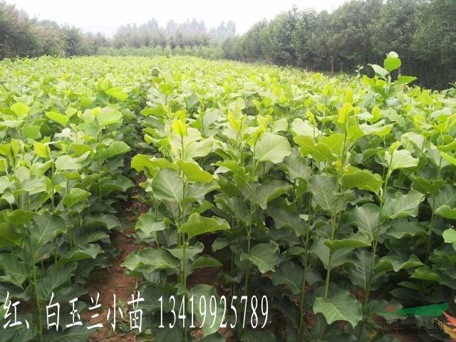 河南玉蘭基地供應(yīng)廣玉蘭小苗