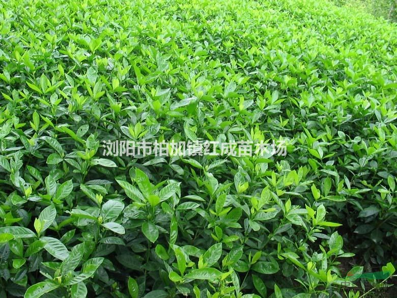 湖南梔子花小苗，大葉梔子花，小葉梔子花，梔子花基地