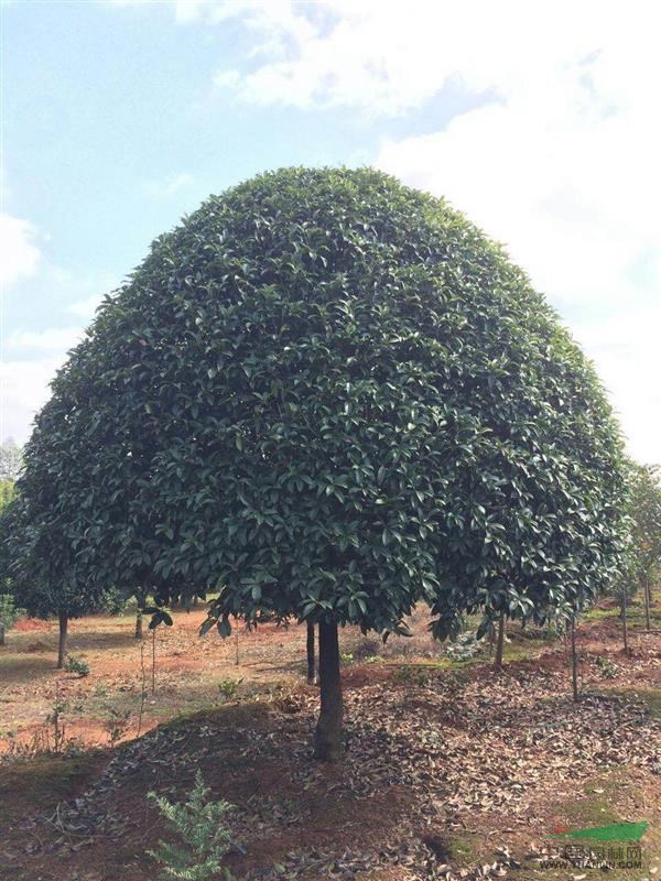 湖南桂花樹(shù)_桂花樹(shù)苗_桂花價(jià)格_桂花樹(shù)苗價(jià)格