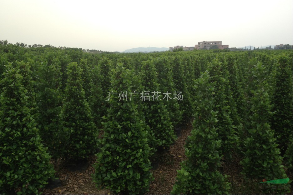塔榕