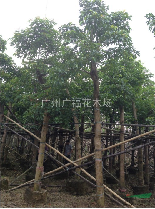 秋楓