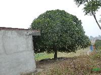 大桂花.桂花樹(shù)