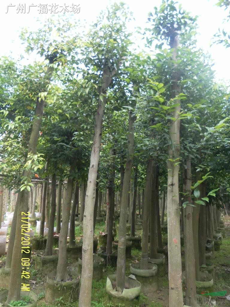 天竺桂（陰香）