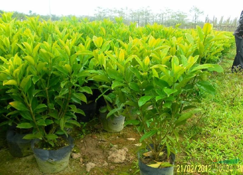 供应50-60高非洲茉莉