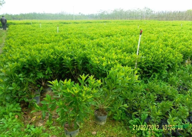 供应50-60高非洲茉莉