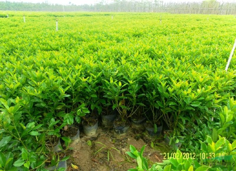 供应50-60高非洲茉莉