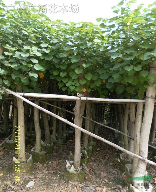 供应黄槿