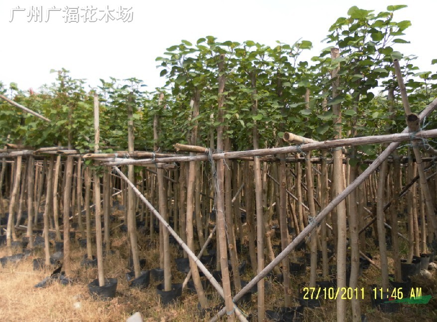 供应黄槿