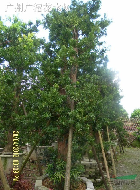 嫁接罗汉松