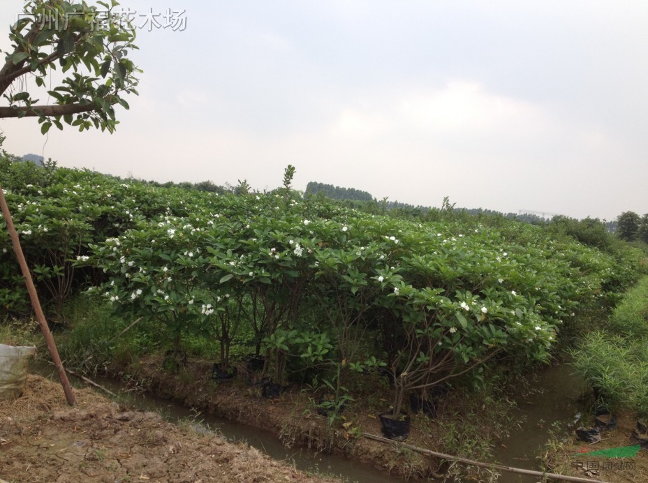 狗牙花