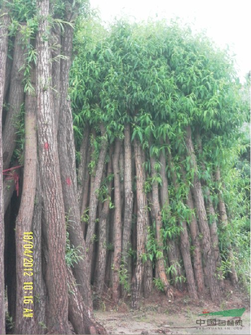 供应垂柳