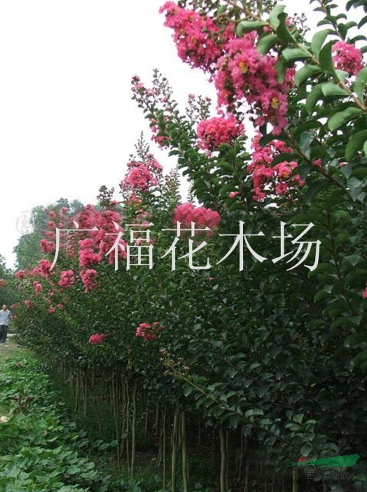 大叶紫薇