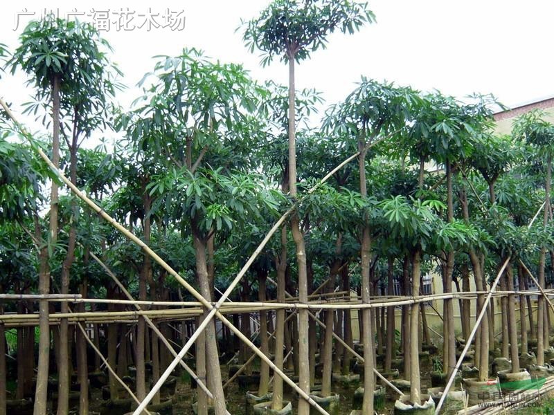 盆架子