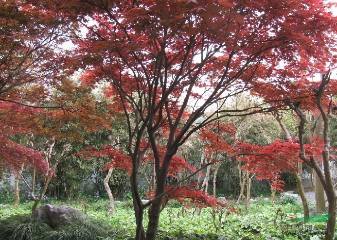 江苏南京基地低价供应批发红枫，美国红枫，日本红枫，红枫小苗