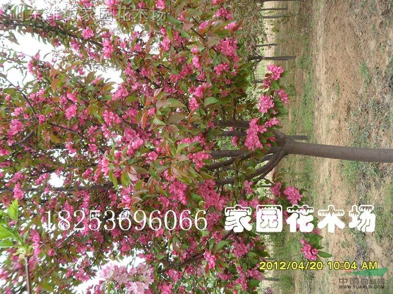 北美海棠優(yōu)選品種（絢麗、高原之火）小苗熱訂中，秋冬供苗50萬株