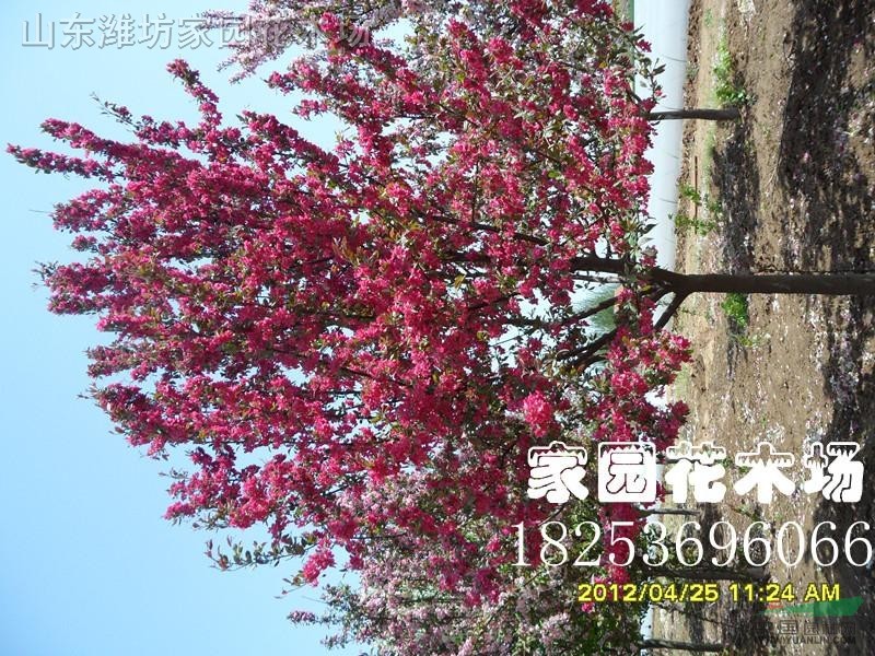 北美海棠優(yōu)選品種（絢麗、高原之火）小苗熱訂中，秋冬供苗50萬株