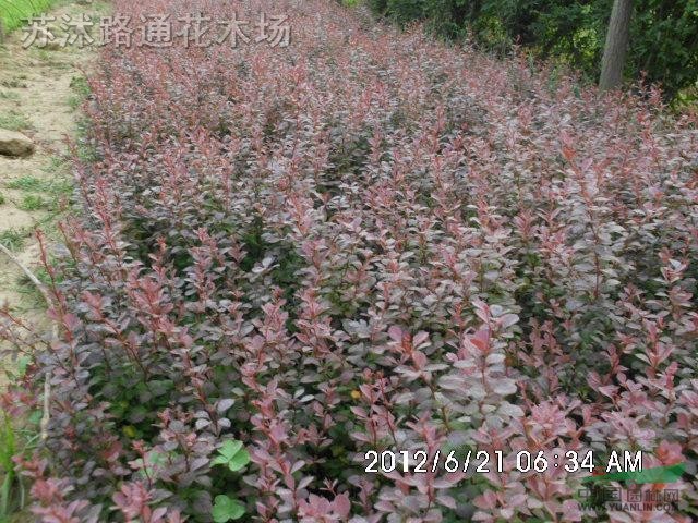 紅葉小檗床苗