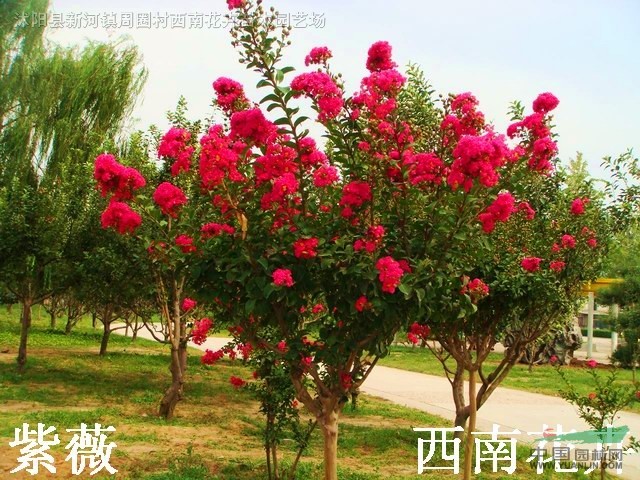江蘇沭陽基地低價供應(yīng)批發(fā)直銷沭陽紫薇苗木，四川紫薇苗木