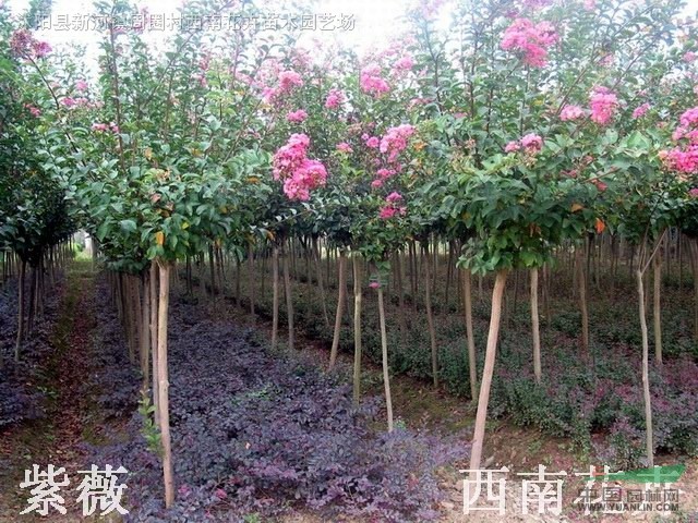 江蘇沭陽基地低價供應(yīng)批發(fā)直銷沭陽紫薇苗木，四川紫薇苗木